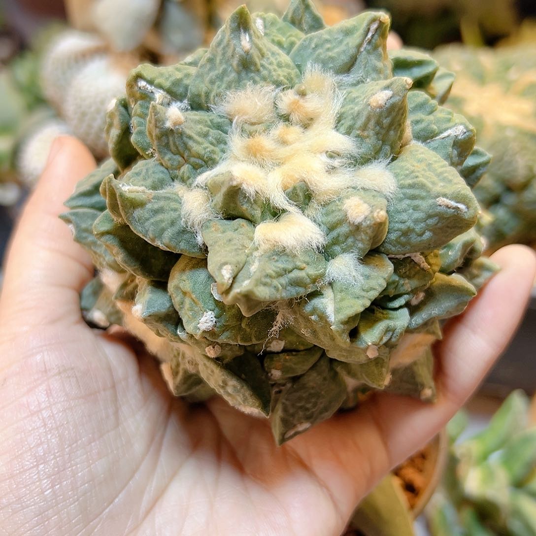 晚41号自根中筋怒9.5公分