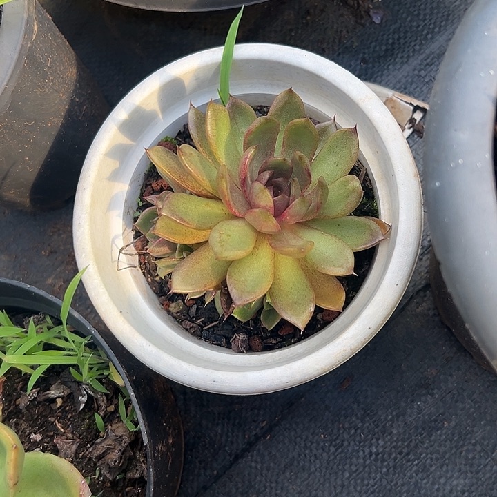 郁***香多肉植物实物直播实物251