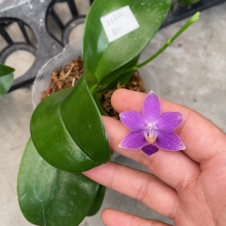 完全开放3.5EQ带花发货（根少勿拍）