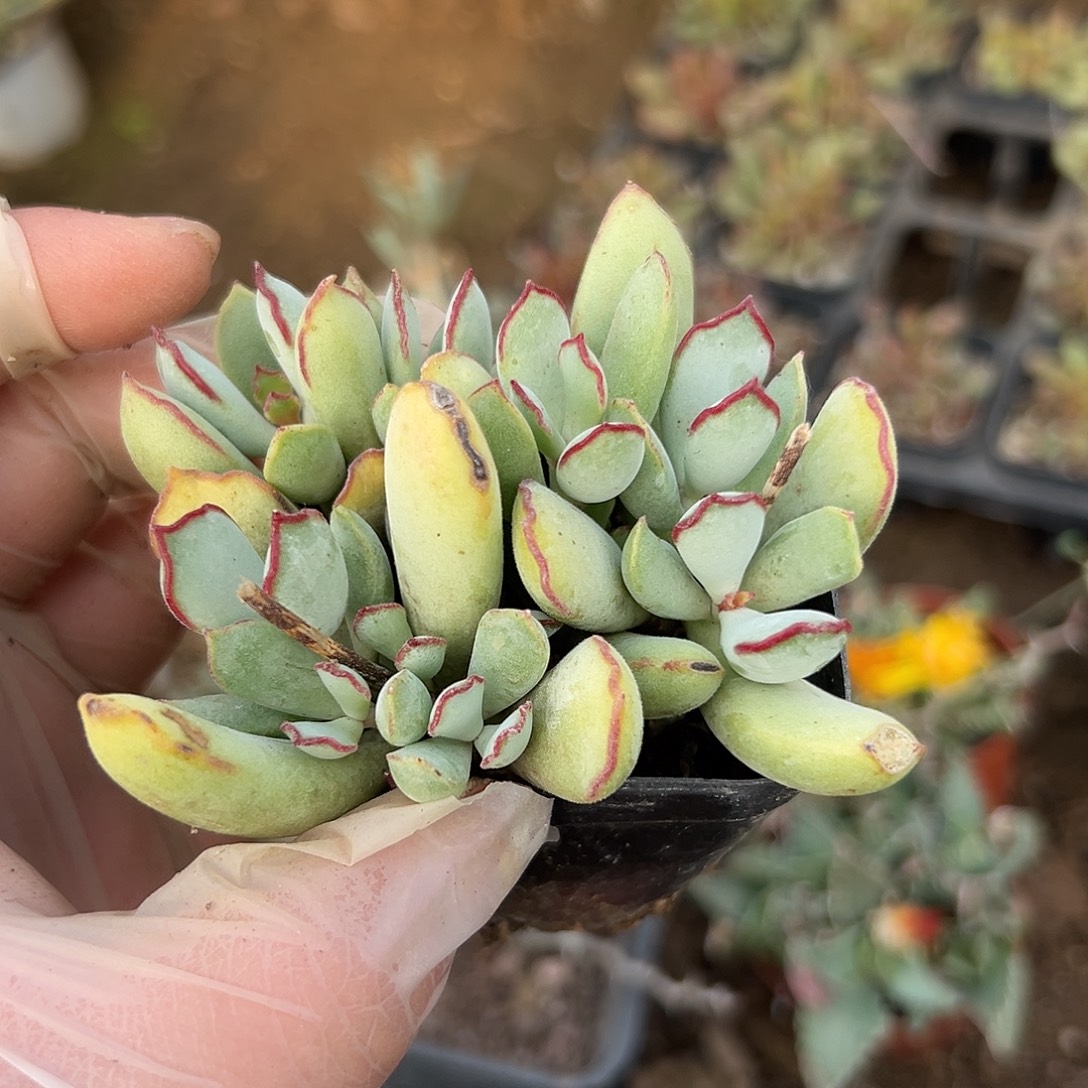 多肉植物巧克力线