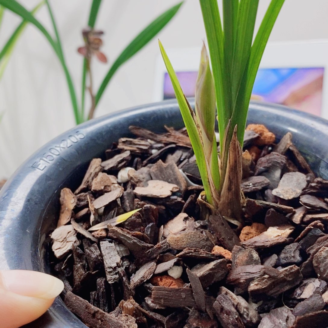 爱***9大部分花苞少量开放