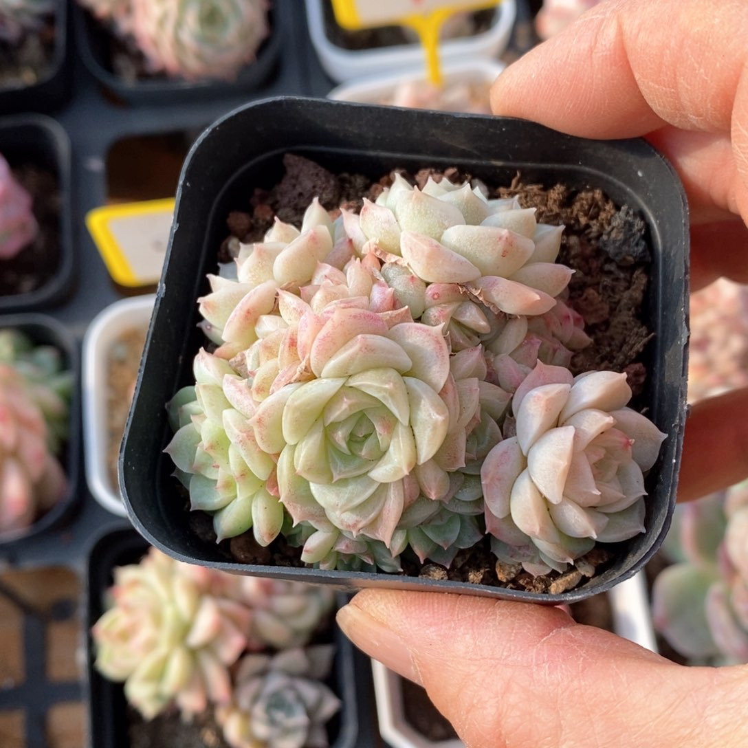 精品多肉一物一批不包整98