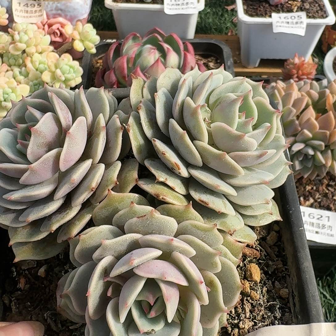 1494一物一拍（满28包邮）e