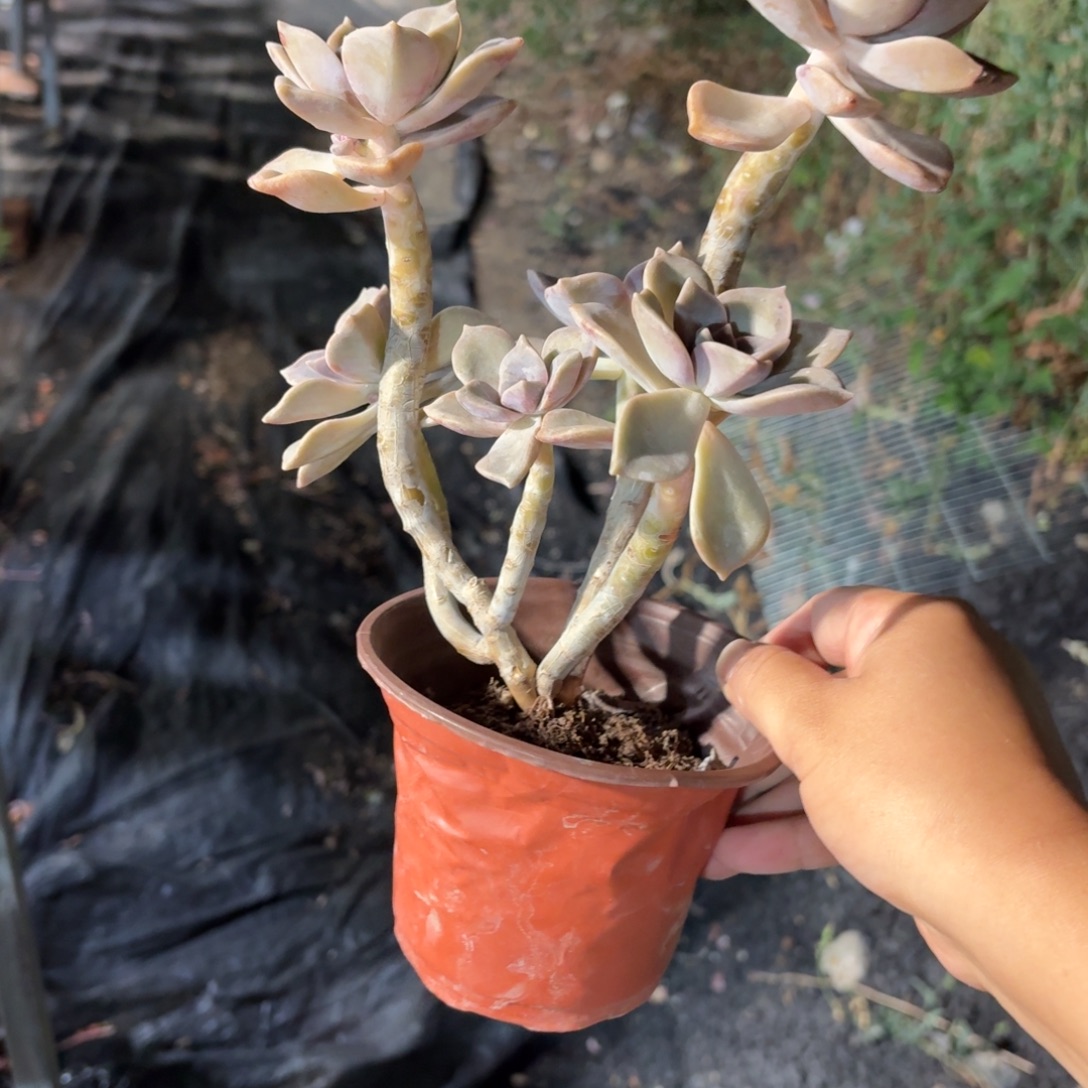 紫乐多肉整群11㎝盆特价