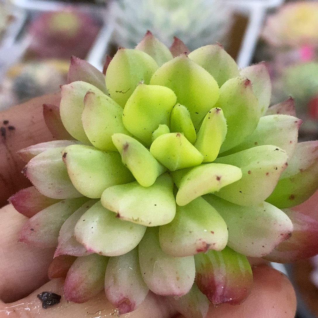 164灯笼头盖哈哈哈哈