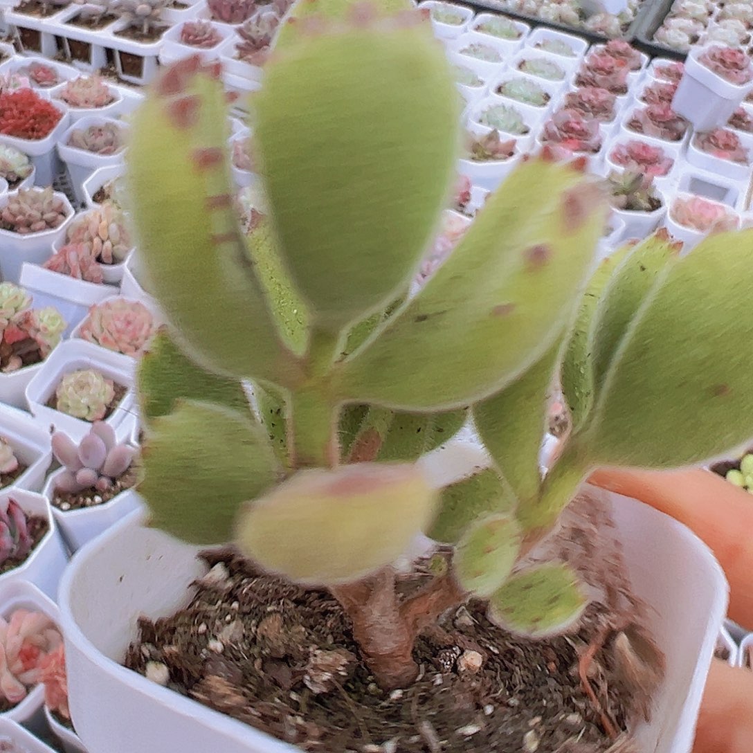 熊童子19包邮多肉