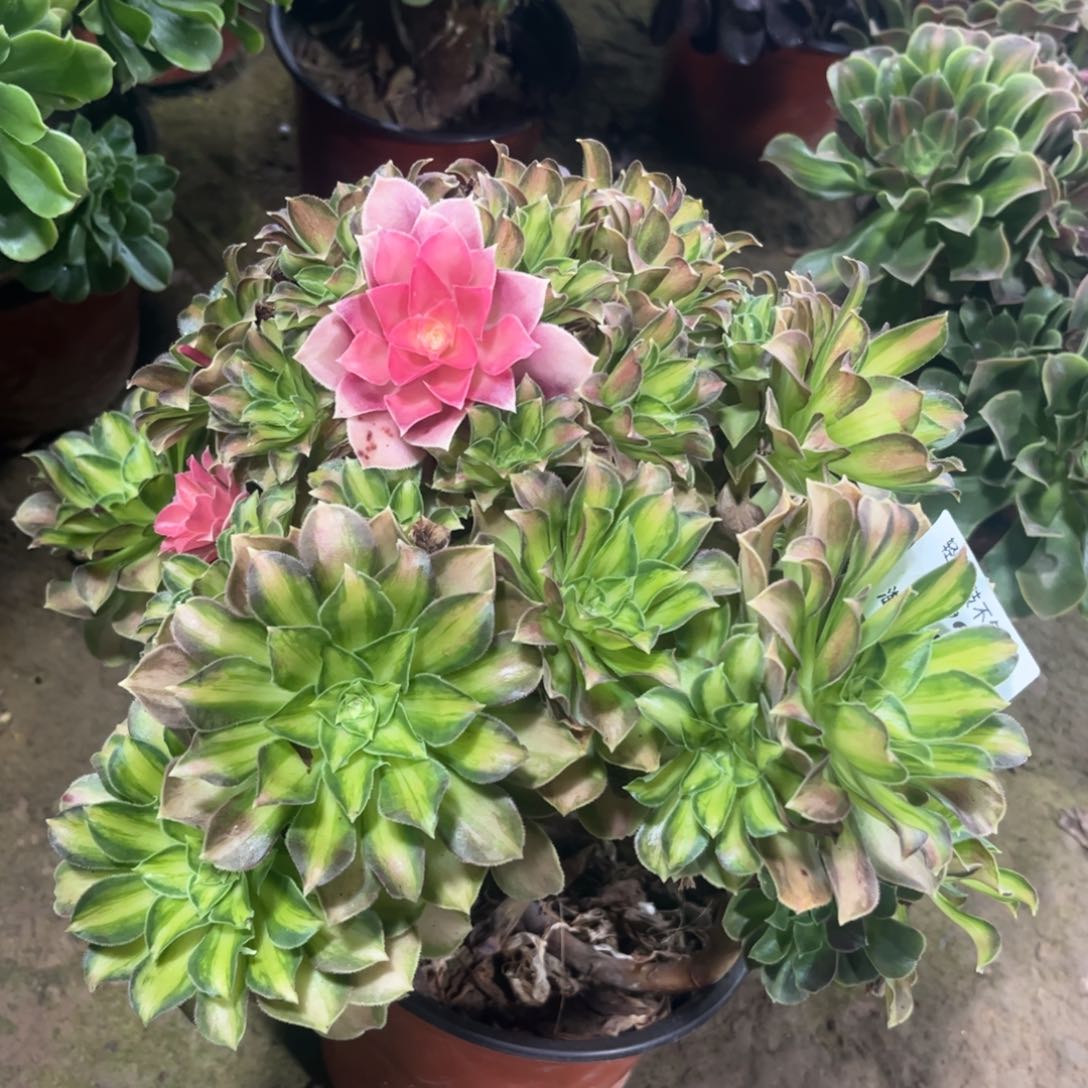 272韶华多肉植物法师