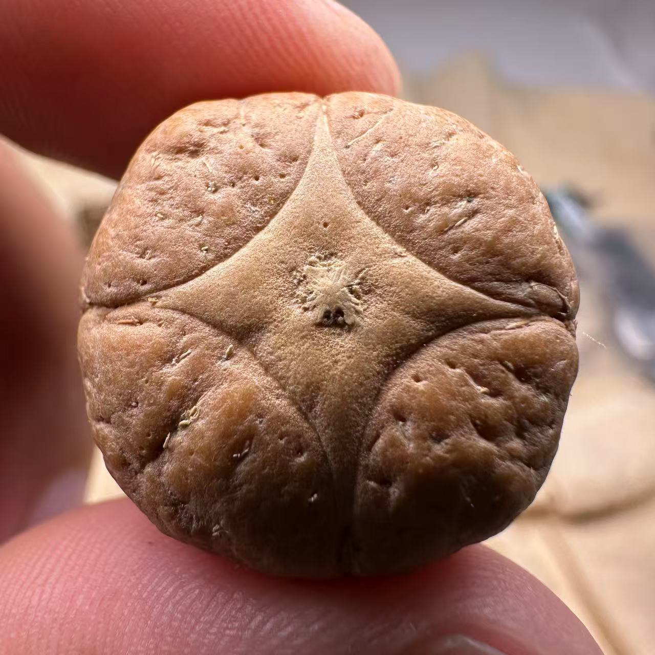 尼泊尔麒麟眼菩提，尺寸23，厚度17，s系列