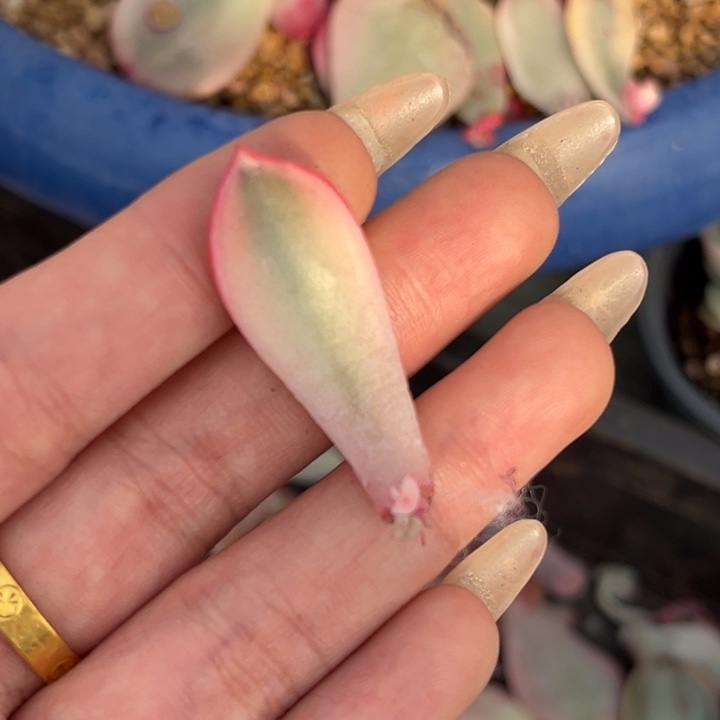 D****多肉锦叶片一颗价格