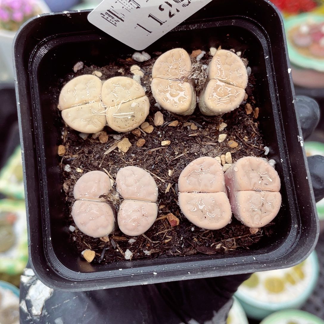 生石花满18包邮1129-65