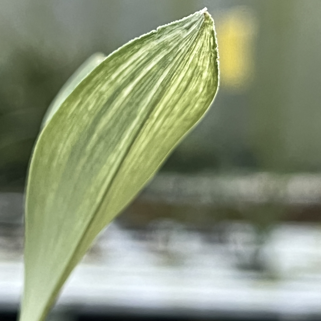 兰花草铺 直播间一物一拍专用链接