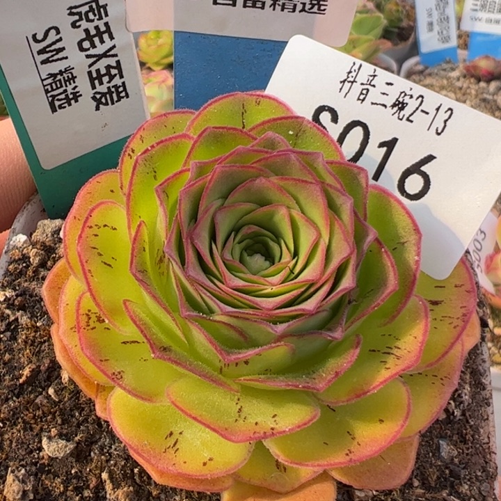 三碗16 虎毛x至爱多肉