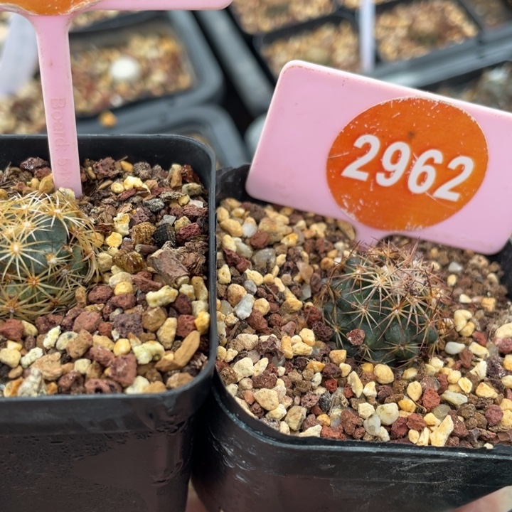 贝***@实生2棵2609-29620000000