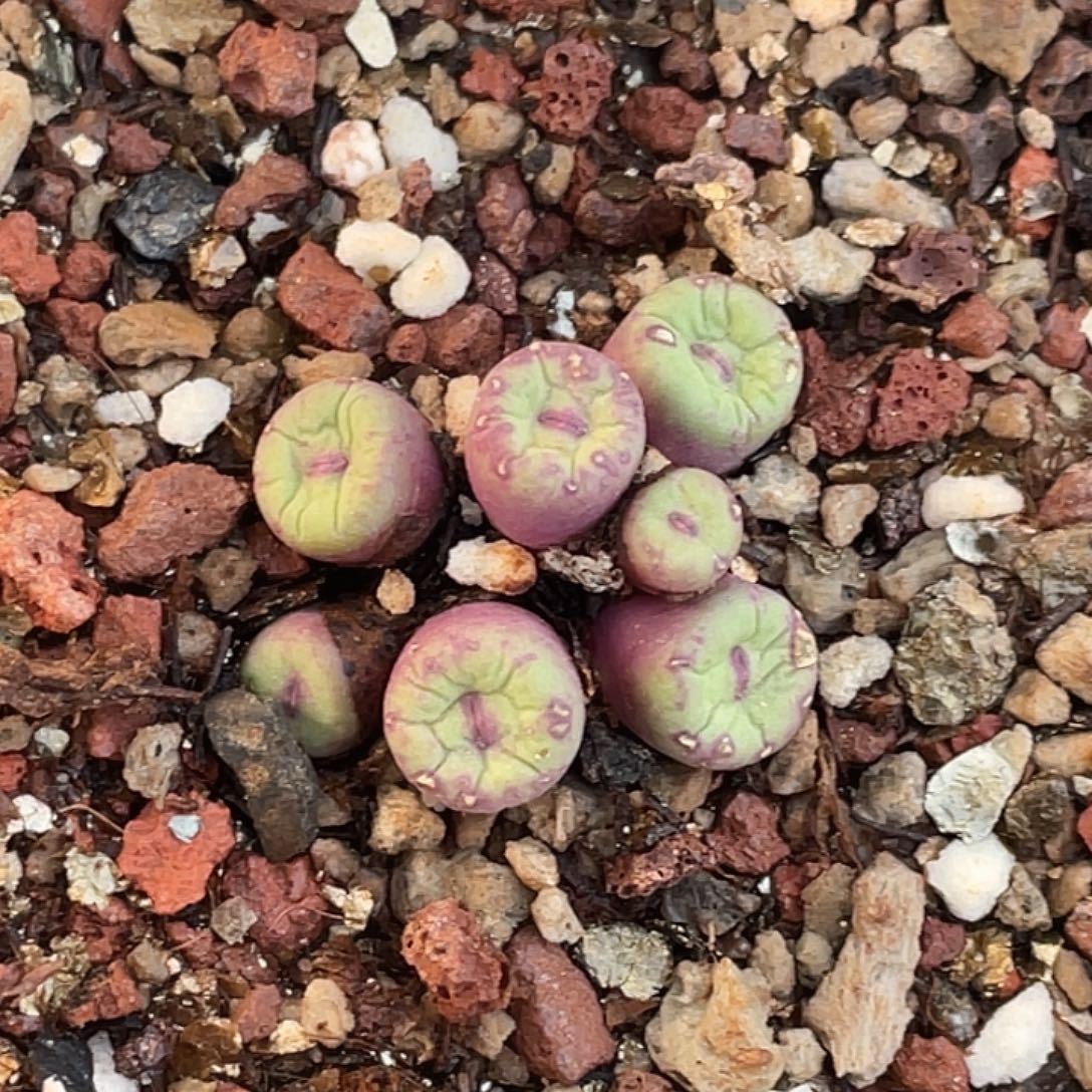 5-148嘴多肉植物肉锥