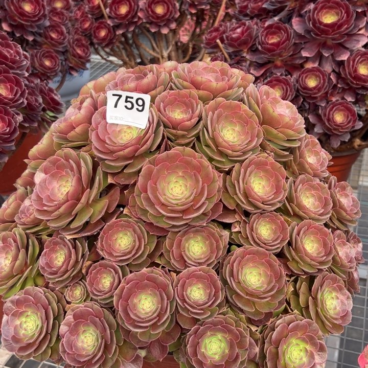 759沙拉碗朵朵40厘米左右多肉