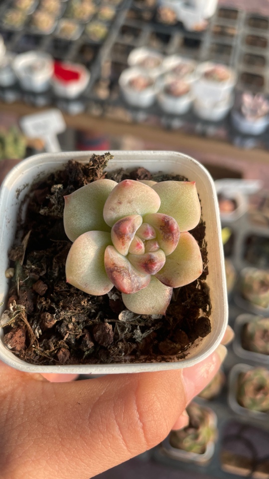 精品糖心琥珀多肉植物