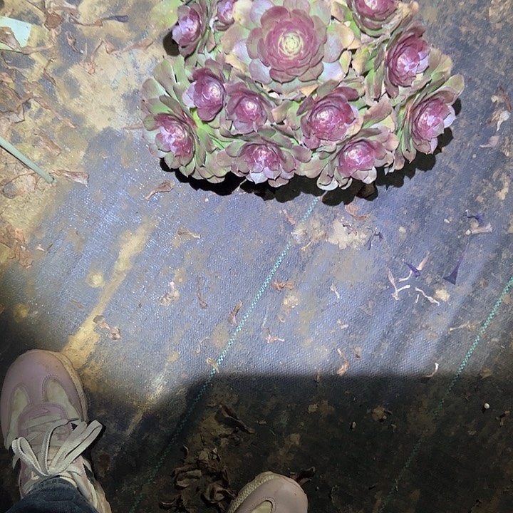 法师植物一物一拍29