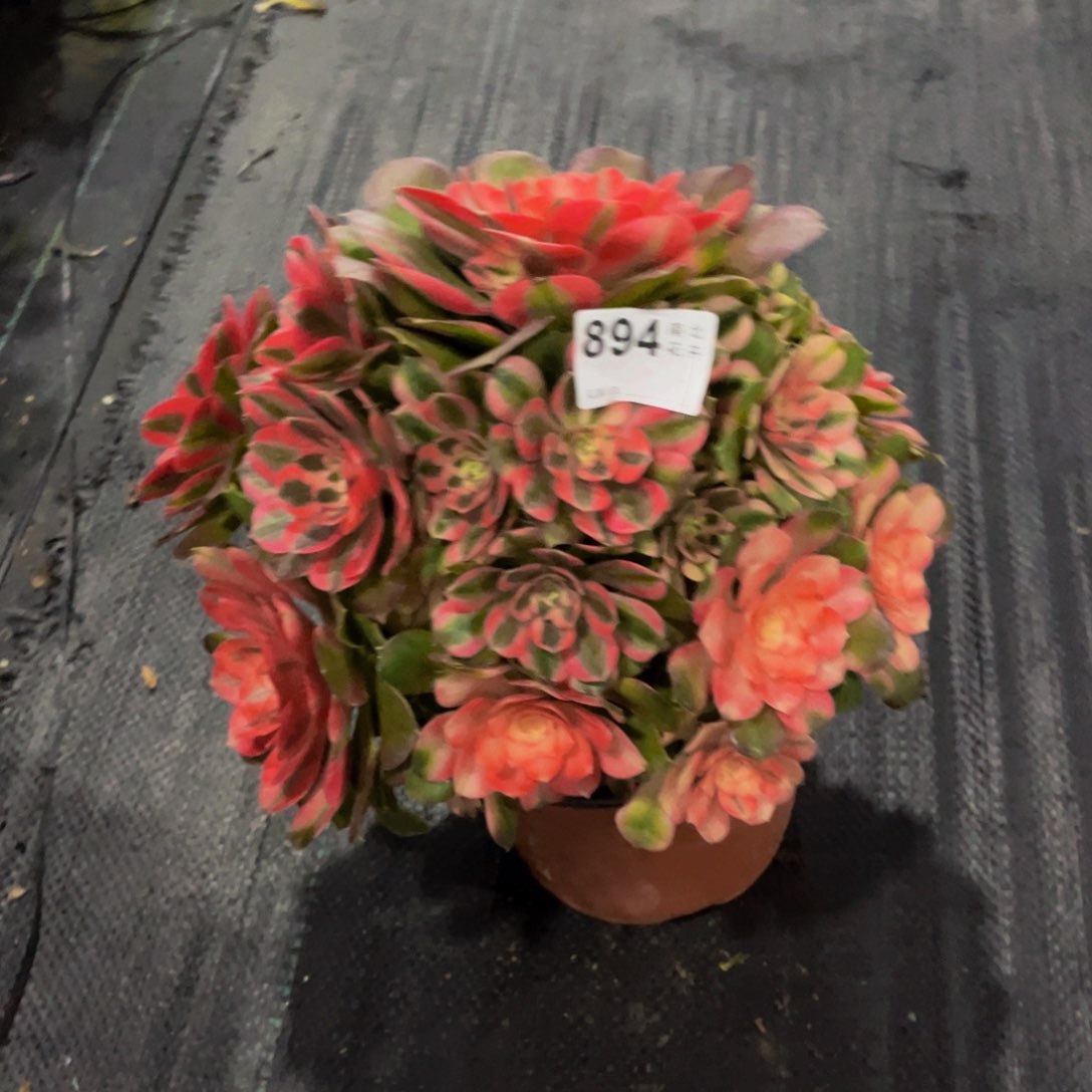 云**。多肉香妃00000894