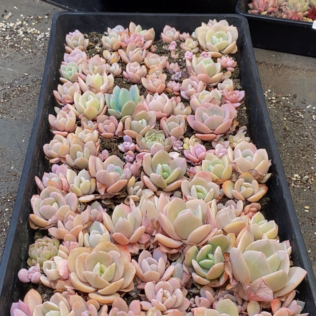 424多肉植物保护研究所所长助理研究员