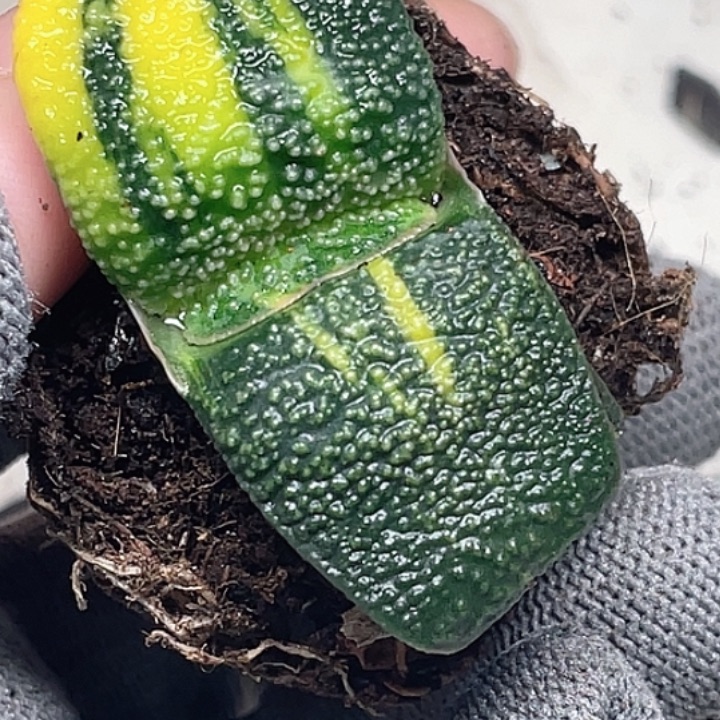 C***3客户专拍一物一拍