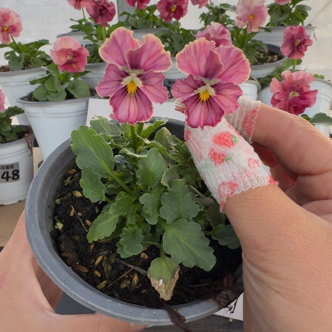 全部花朵95号角堇