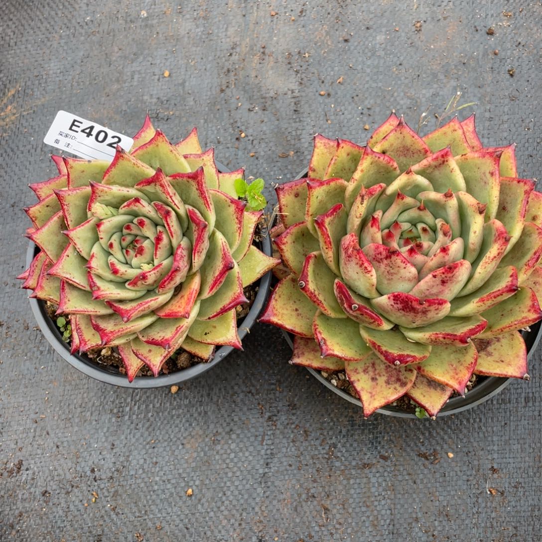 无花朵若如东云组拍E402