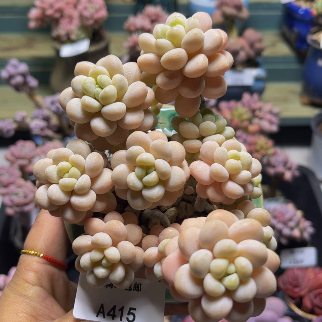 洛可可415/9cm多肉