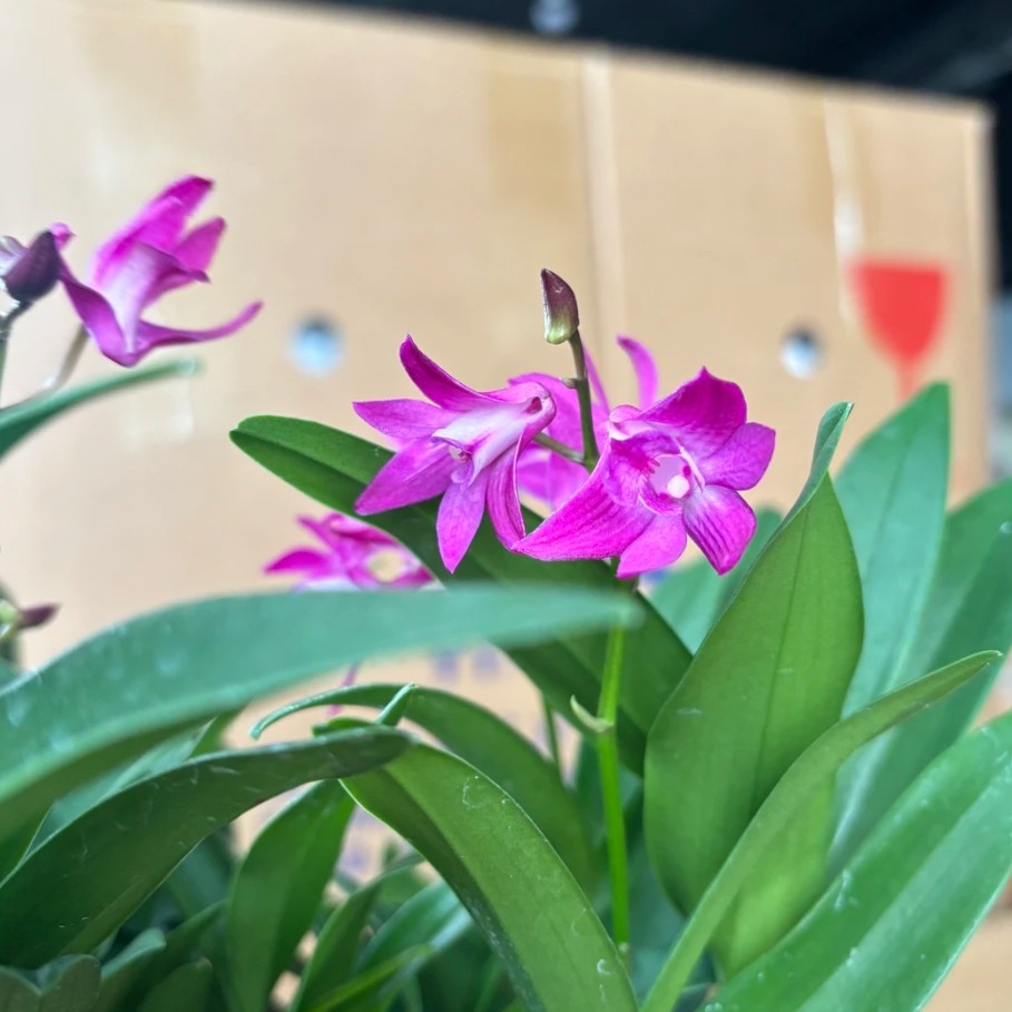 蕾欧娜——澳洲石斛兰 云南绿植好养活