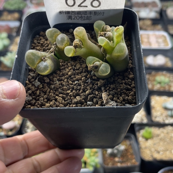 佳人园艺 老周多肉上福利啦风铃628