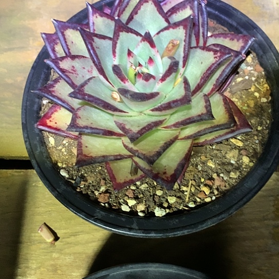 美肉特价活动开始啦