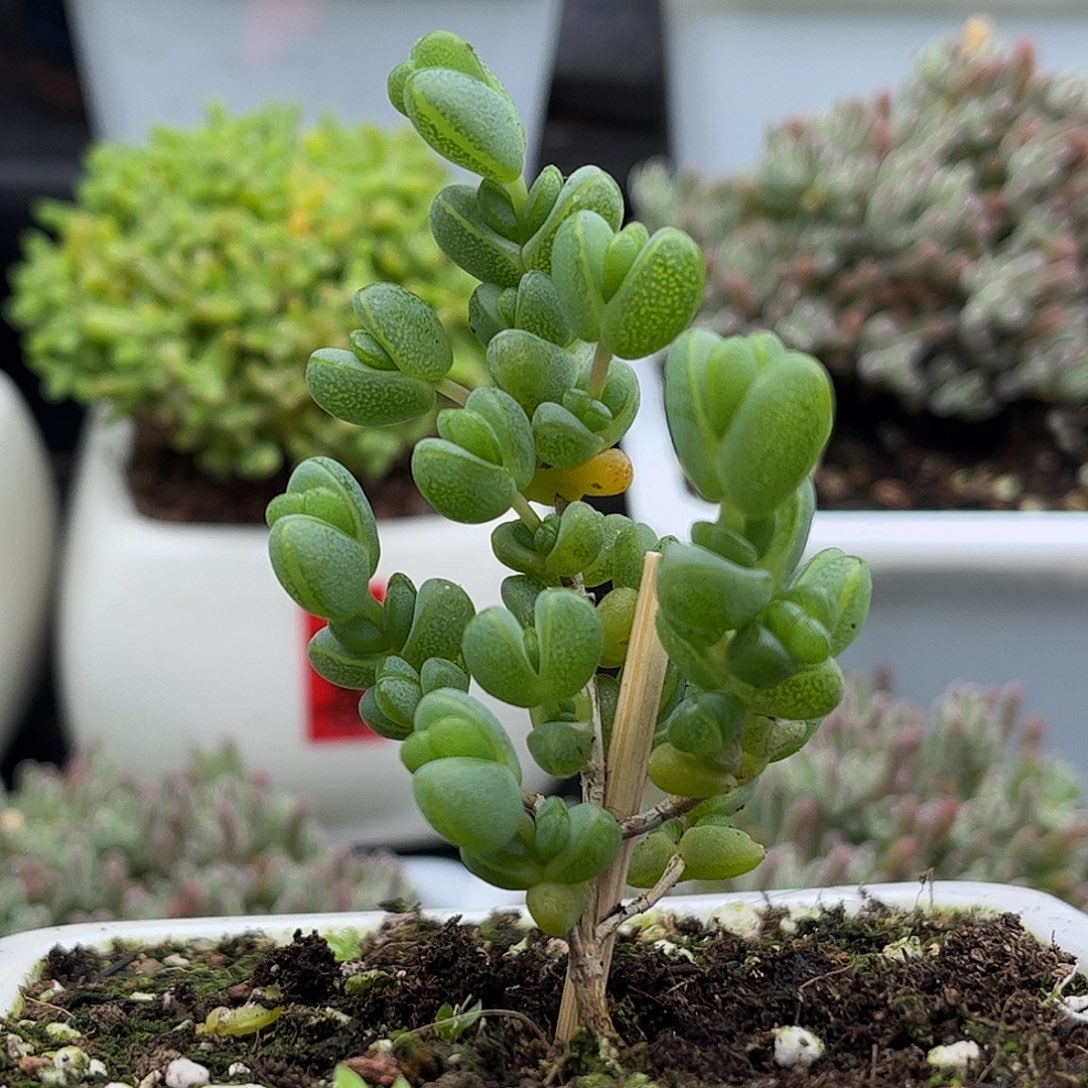 30元宝优选枝干番杏