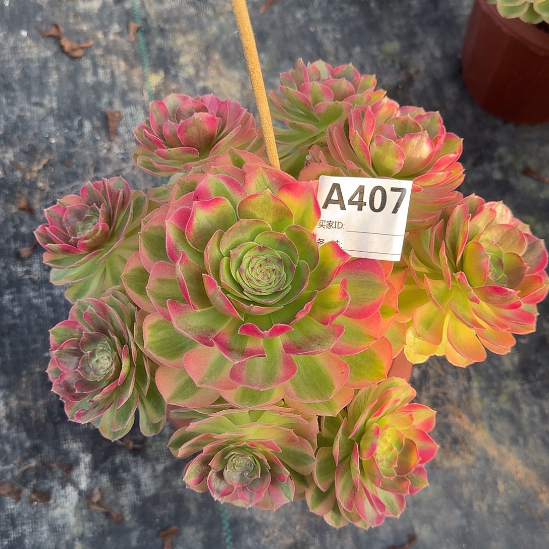 雨荷多肉法师a407