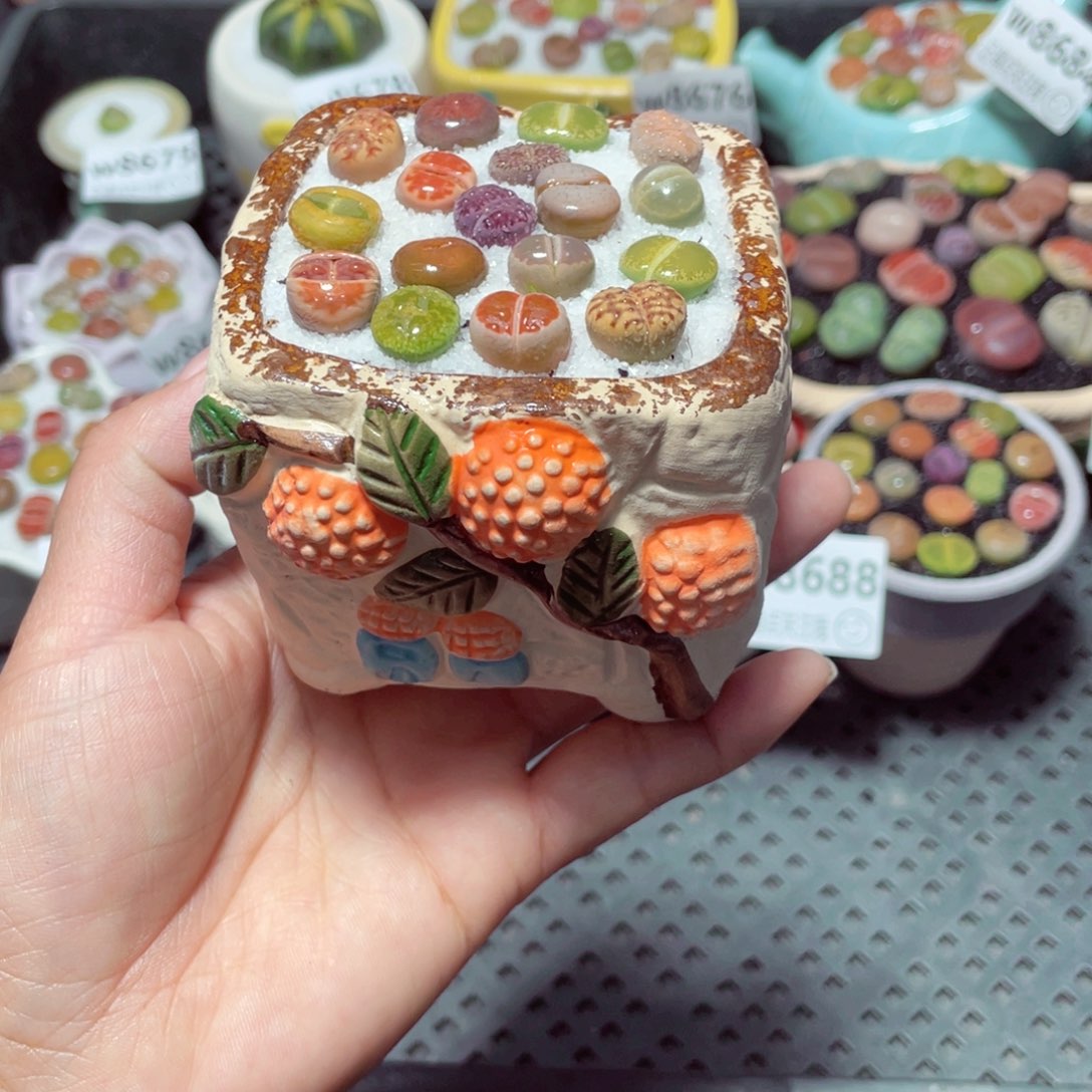 w8689 带盆土发货-零下地区拍保温箱