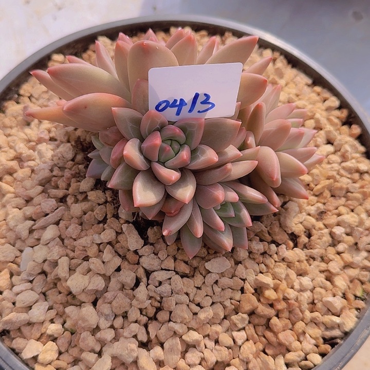 0413迷雾泡泡多肉植物