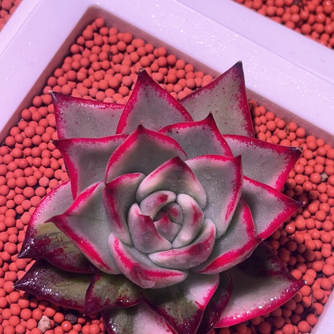 多肉特价玛琳娜锦