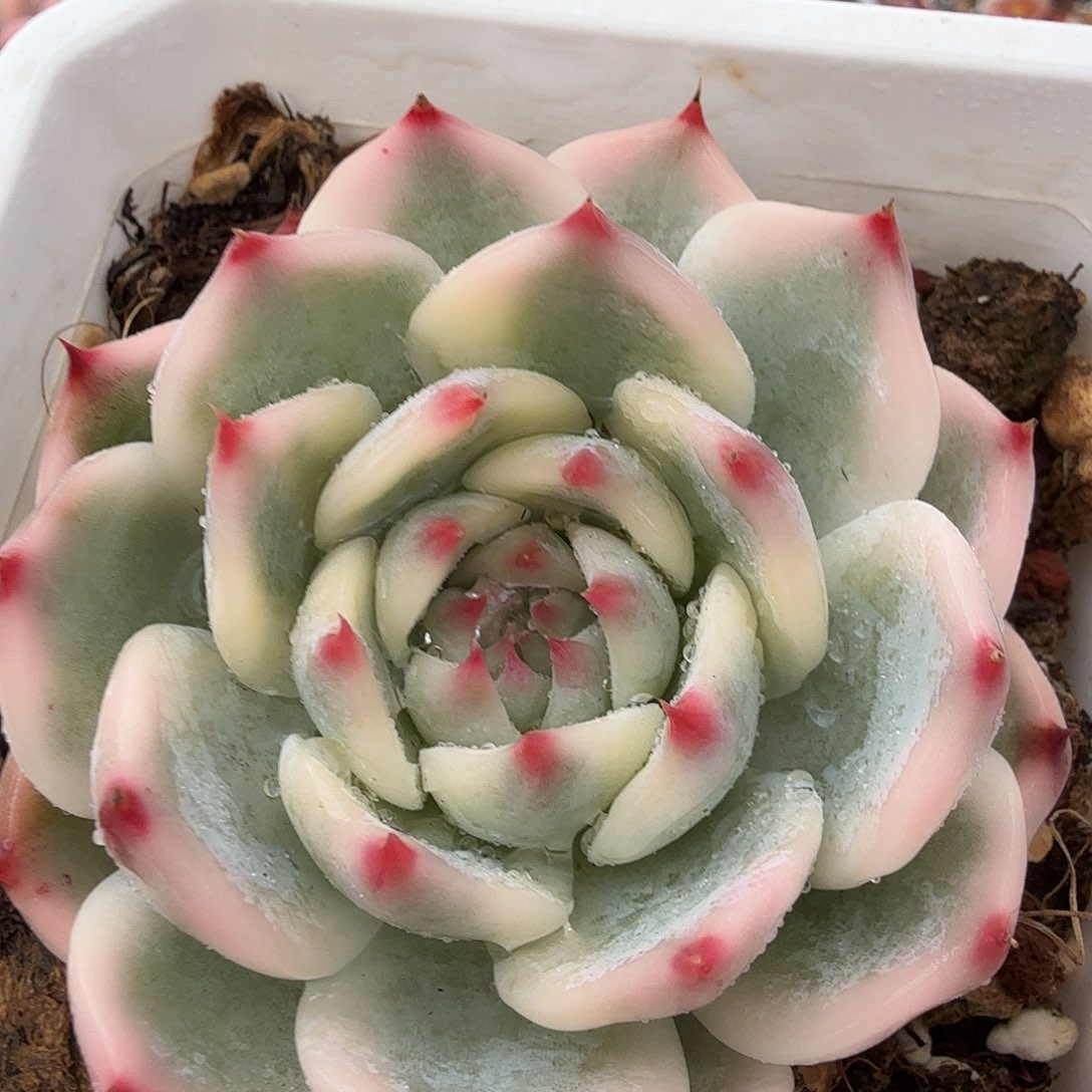 吉娃娃锦，多肉植物