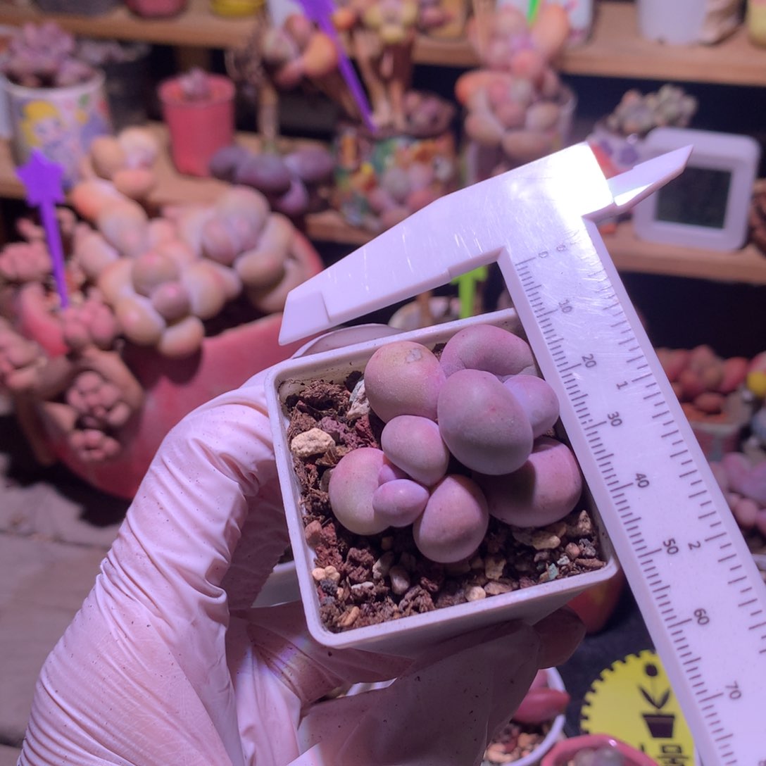 水光针奶酪多肉水光针