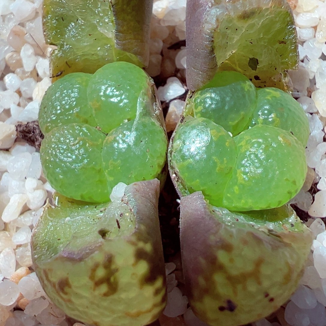 309-138多肉透窗勋章536白花