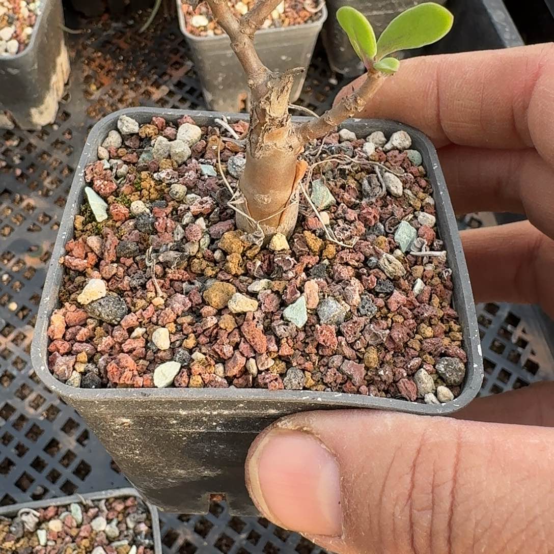 瓶杆厚敦菊一个带盆