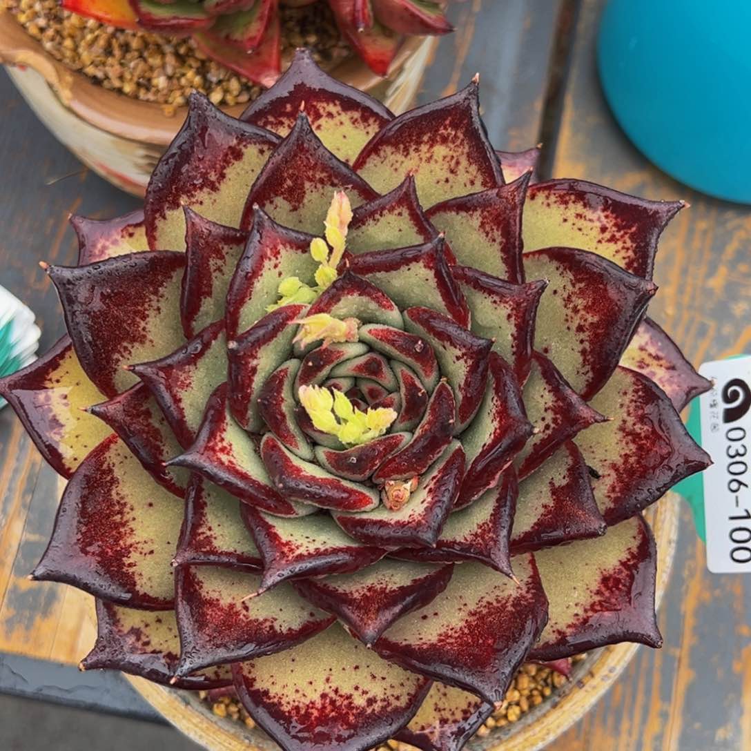 从前慢多肉精选编号0306.100