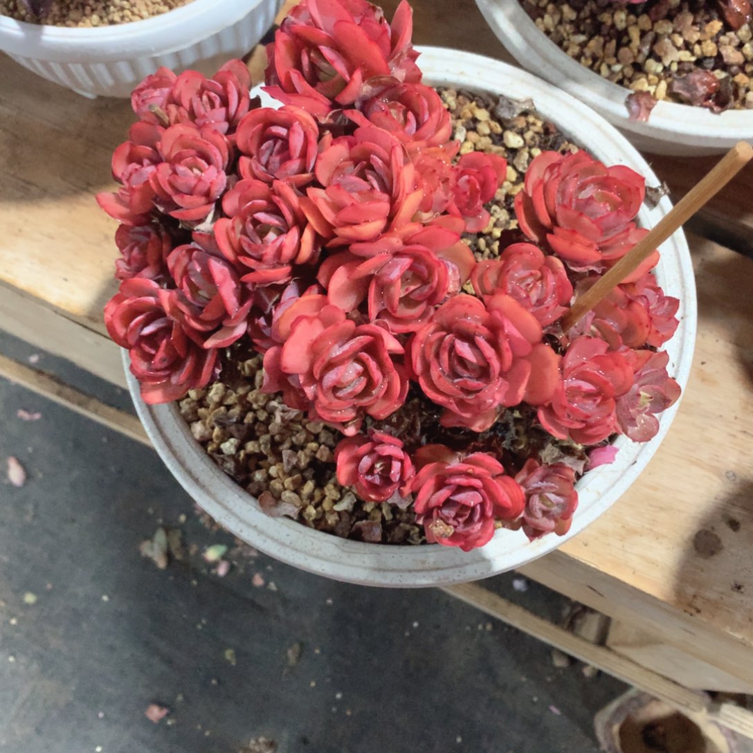 多肉植物多肉植物秀妍