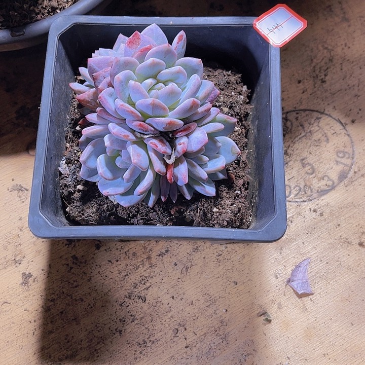 程***、000000000000000546