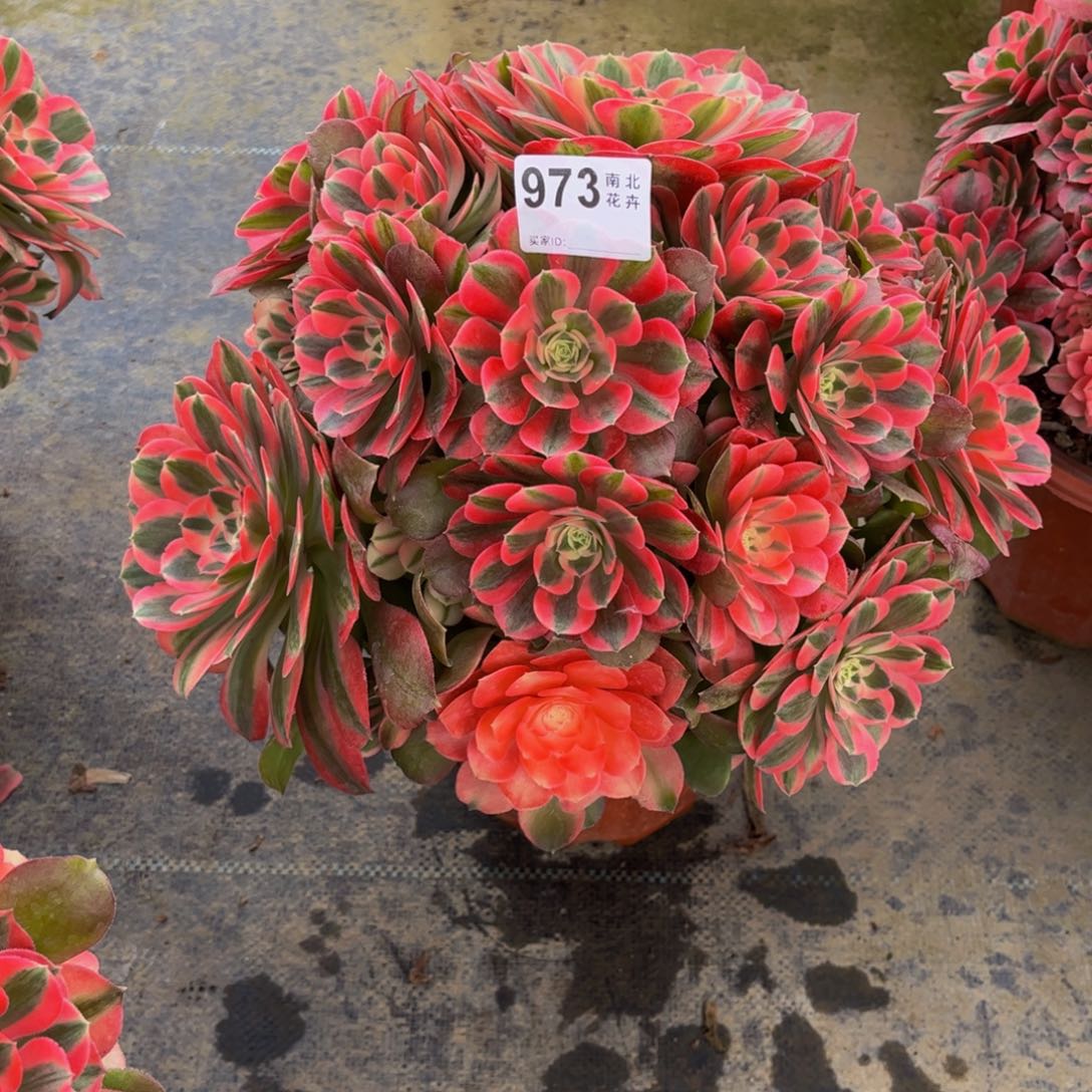 X****尚多肉香妃00000973