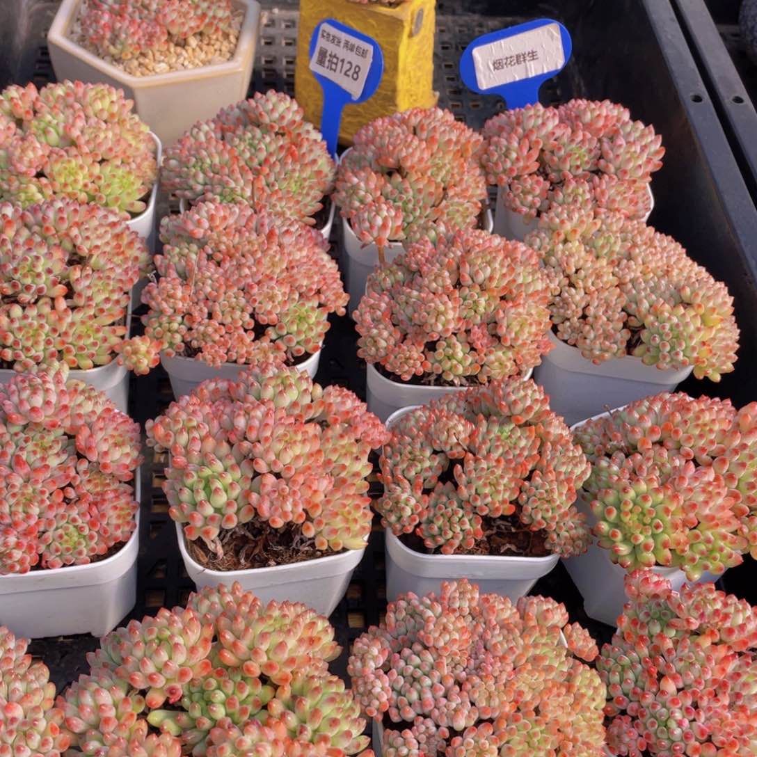 量拍128号 烟花群生一个