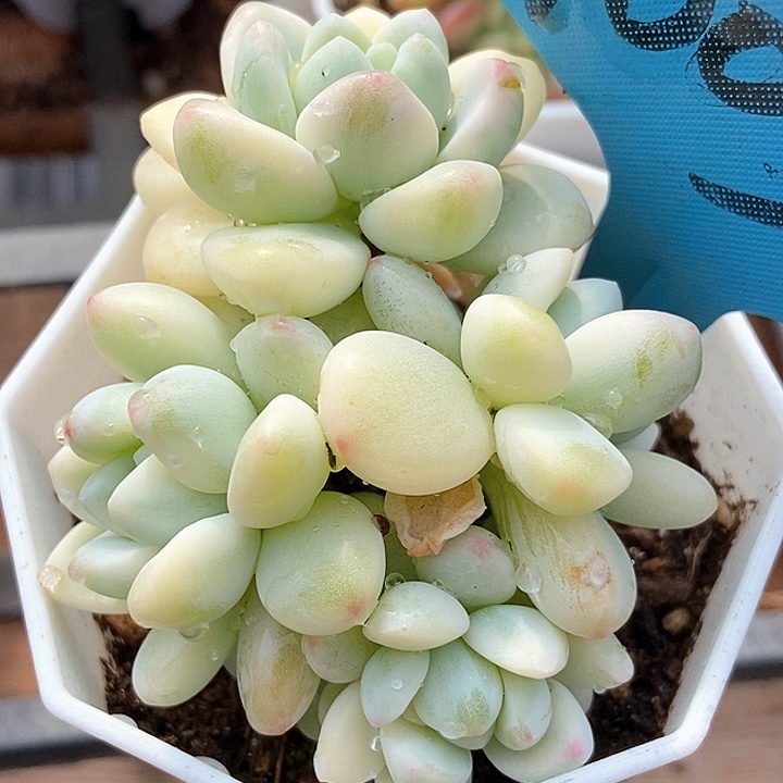 多肉植物劳尔锦1003