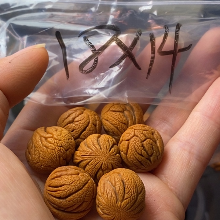 文玩核桃手串秦岭野生龙纹桃核18