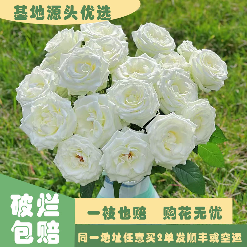 【基地源头优选】 骄傲玫瑰     任意两单发顺丰或空运