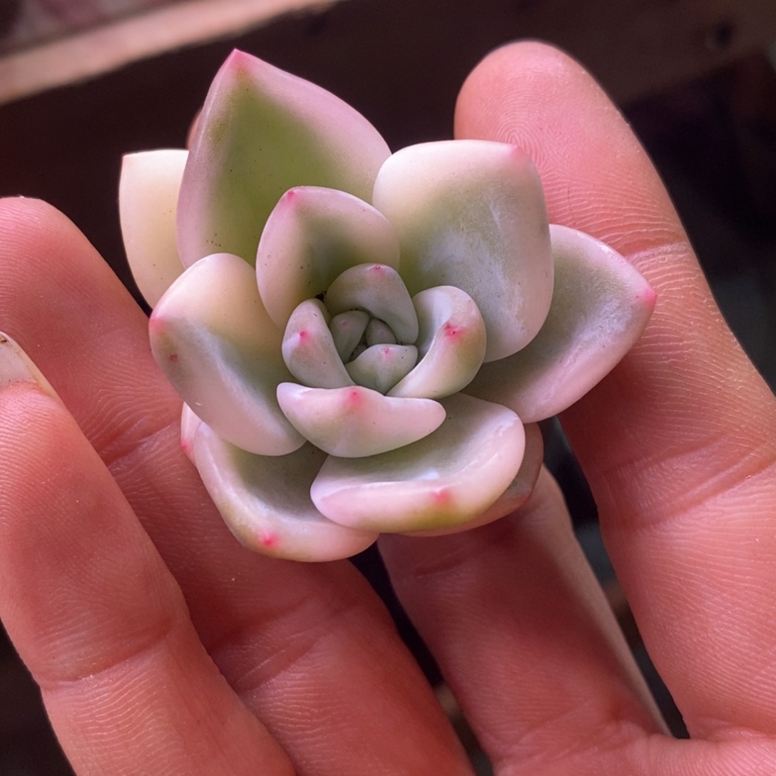 ?****团麻团 多肉植物