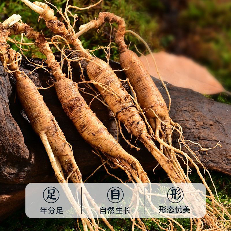 长白山鲜现挖新鲜人参带土残绣参性价比高