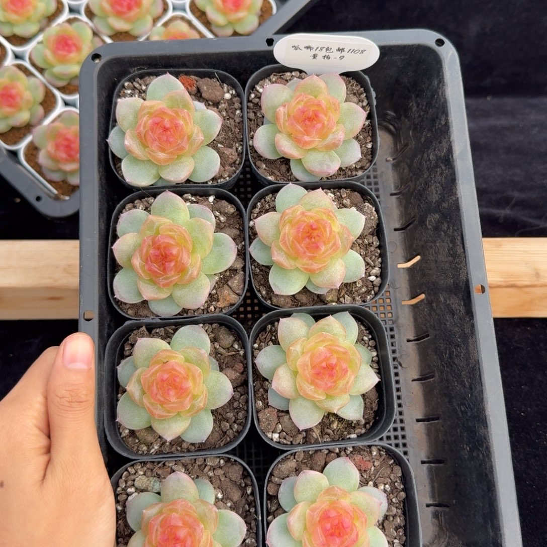 1108-9-追月单头量拍